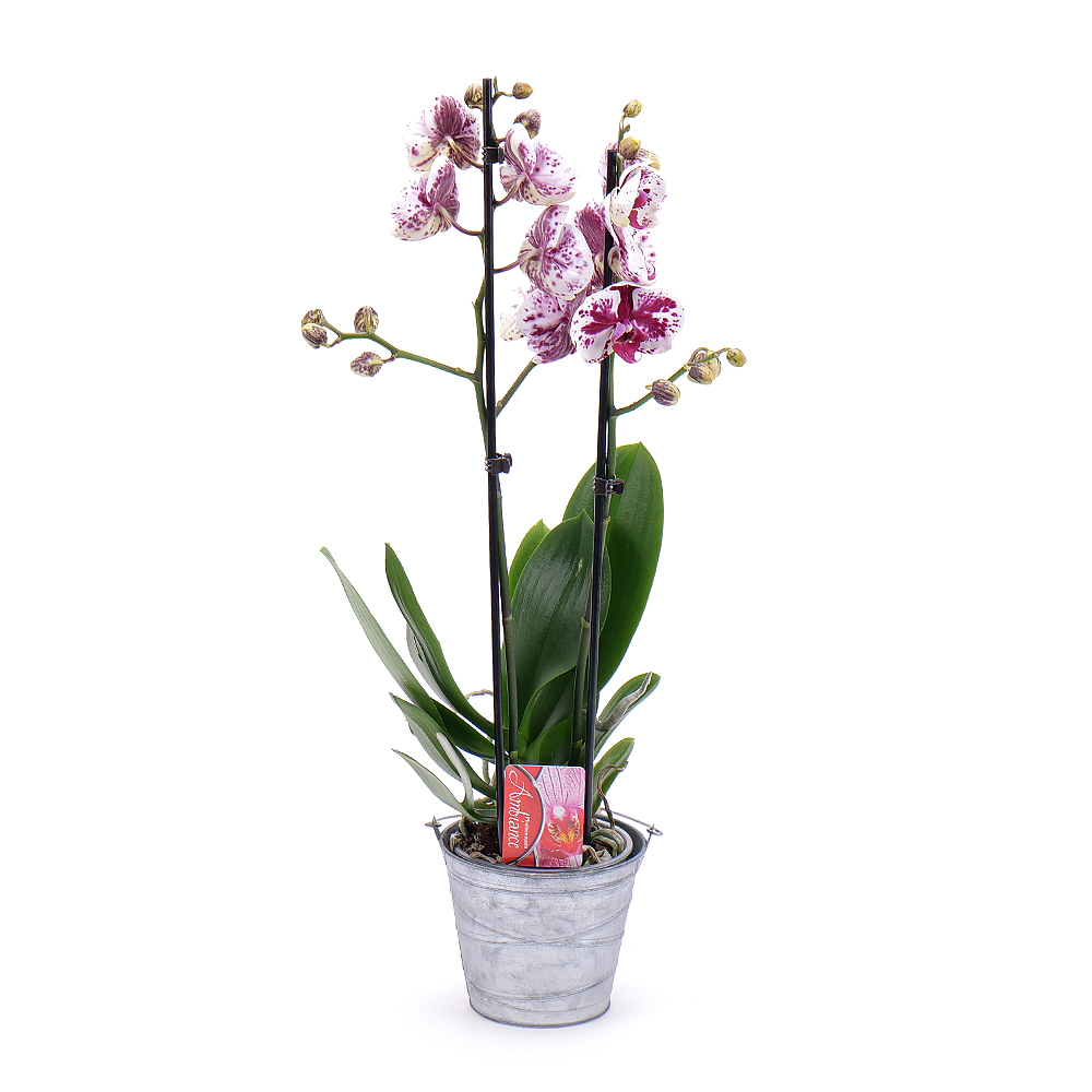 Tigrovaná orchidea v plechovom obale